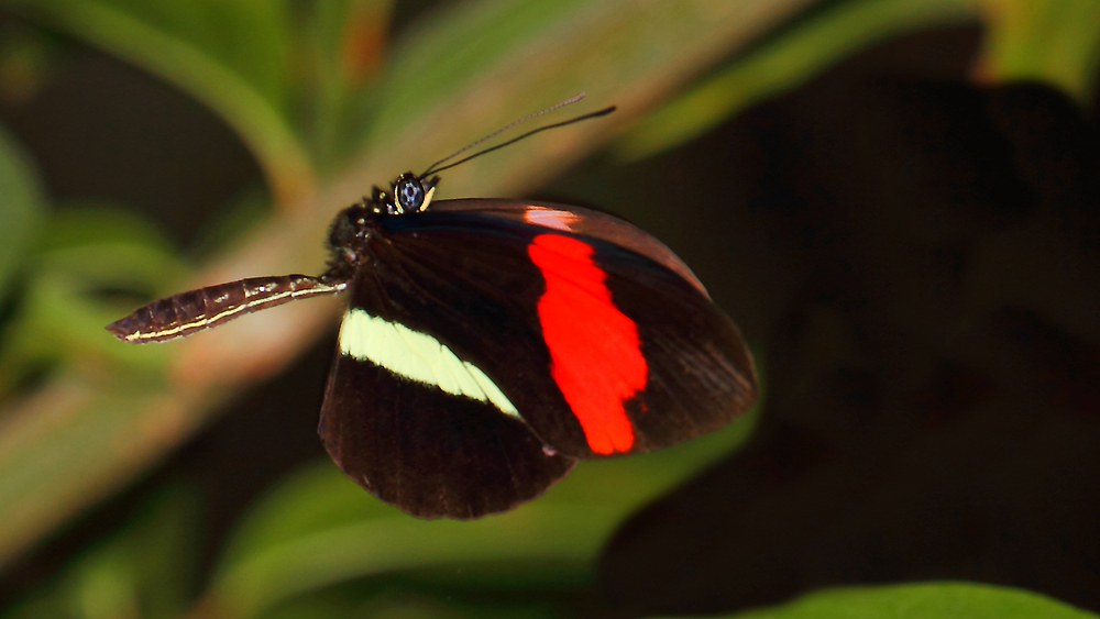 Flugstunde bei Mr. Heliconius melpomene