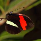 Flugstunde bei Mr. Heliconius melpomene