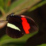 Flugstunde bei Mr. Heliconius melpomene