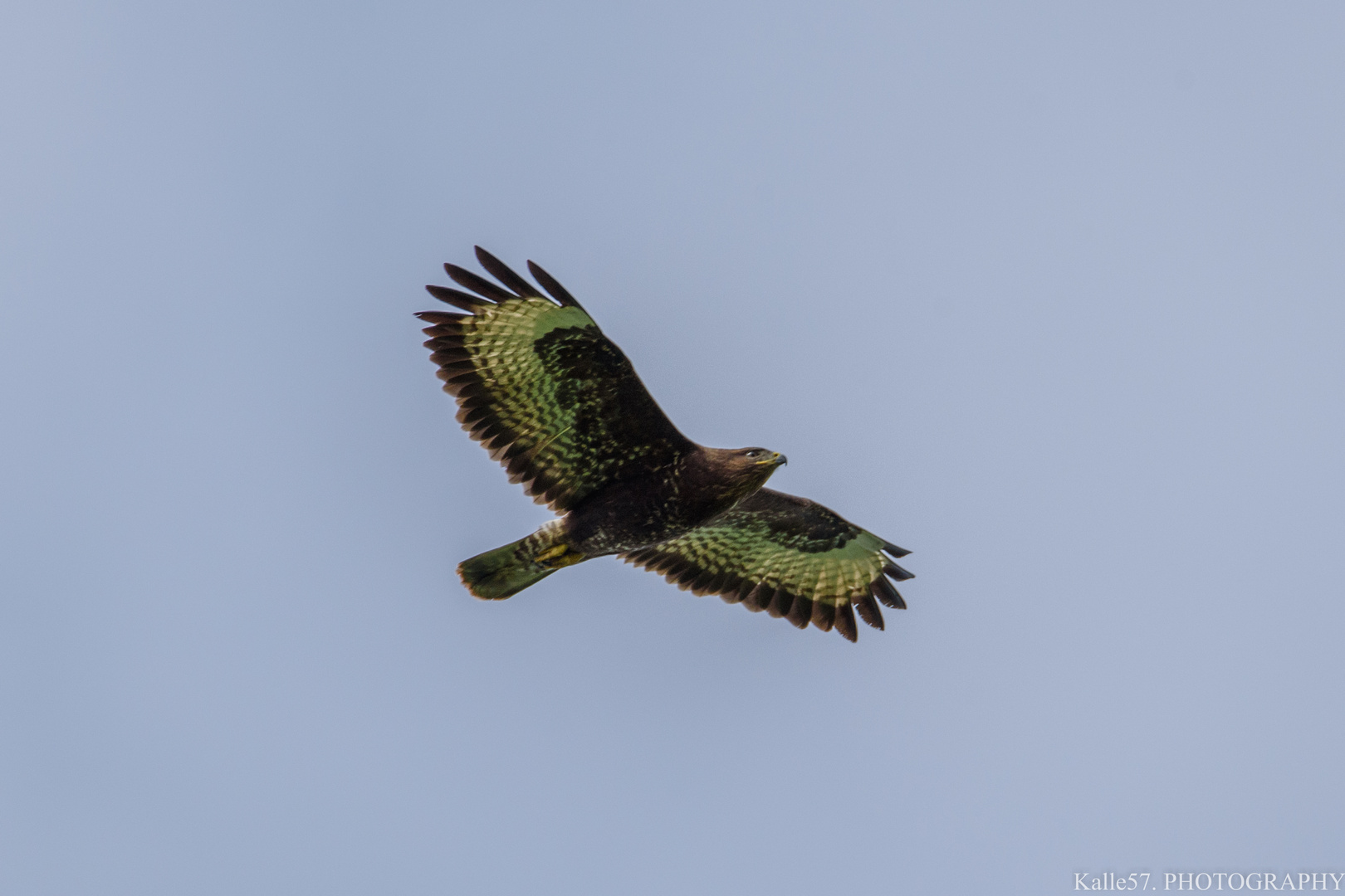 Flugstunde beim Bussard 3.