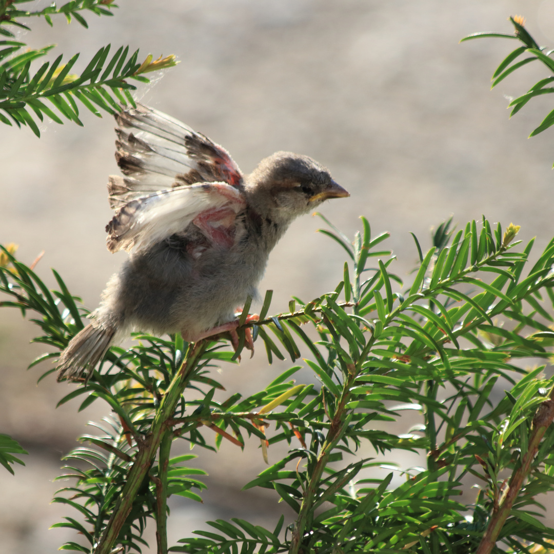 Flugstunde beim Spatzenküken