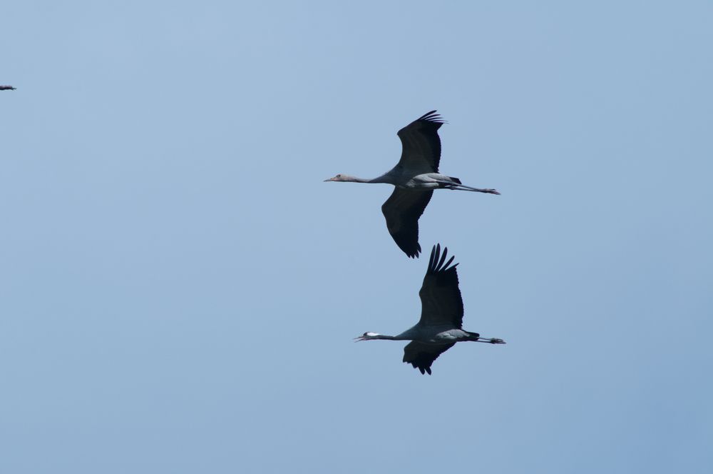 Flugstunde für den Nachwuchs