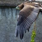 Flugstunde im Kölner Zoo