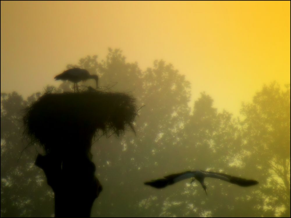 Flugstunde im Morgennebel!