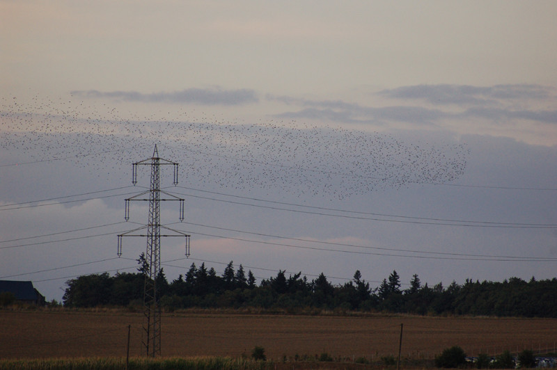 Flugstunden