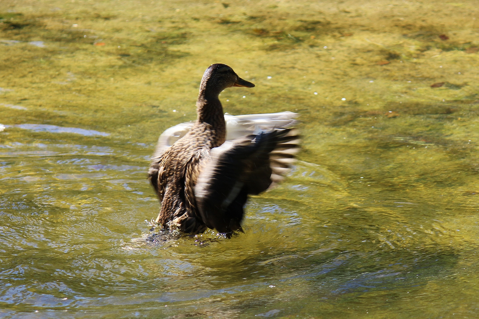 Flugstunden