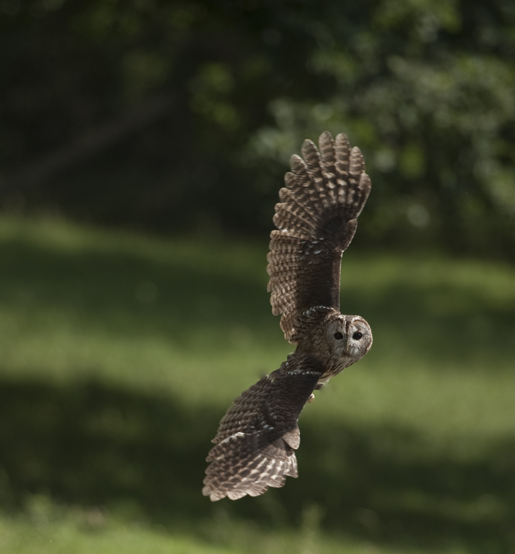 Flugstunde_Tierpark_Sababurg