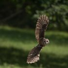 Flugstunde_Tierpark_Sababurg