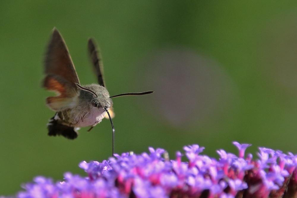 Flugszene bei der Nahrungsaufnahme