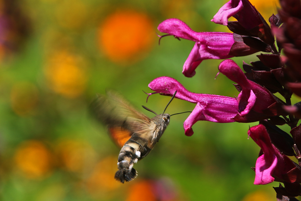 Flugszene bei der Nahrungsaufnahme