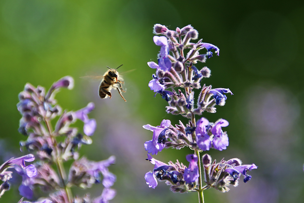 Flugszene der Biene