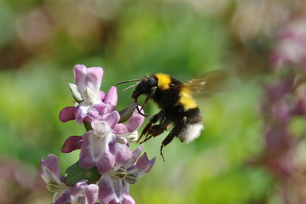 Flugszene der Hummel am Lerchensporn