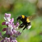 Flugszene der Hummel am Lerchensporn