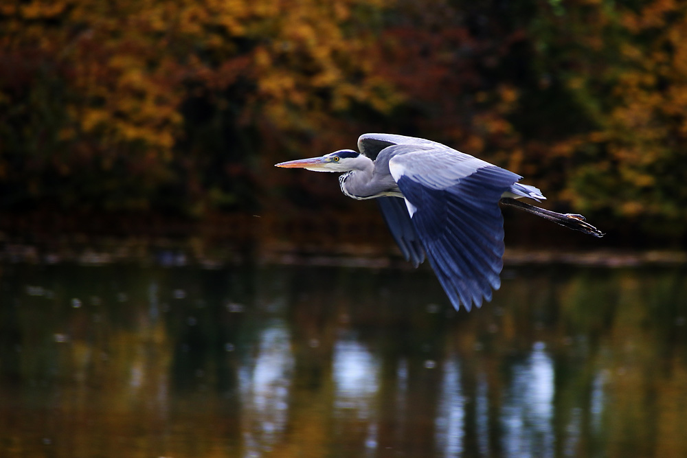 Flugszene des Graureihers