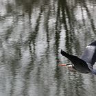 Flugszene des Graureihers