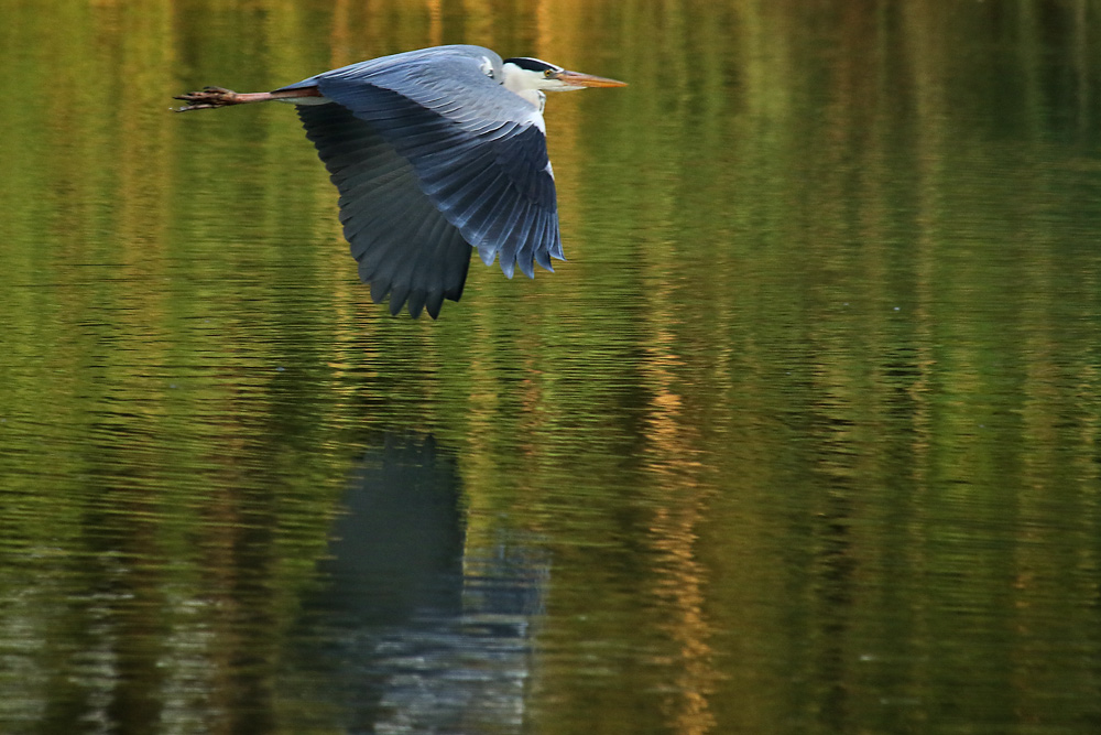 Flugszene des Graureihers