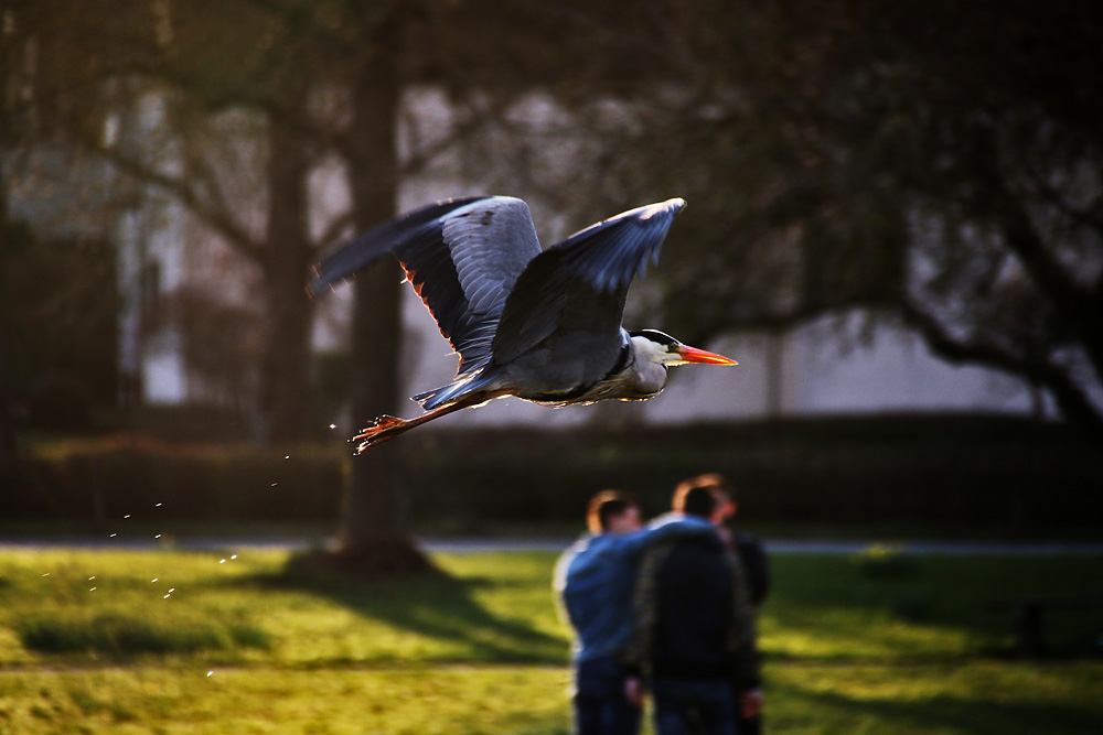 Flugszene des Graureihers.........