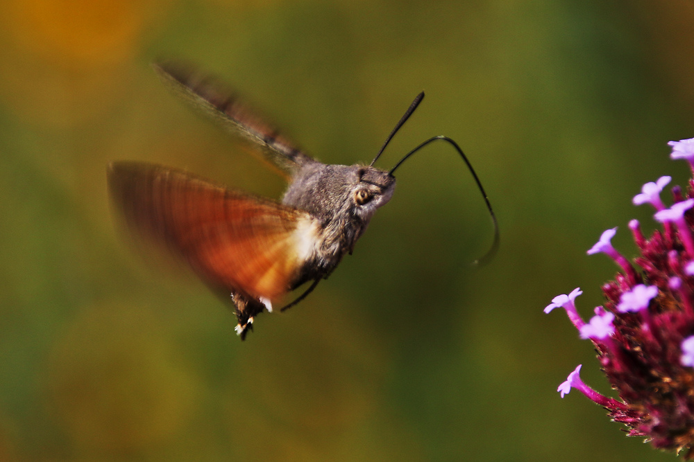 Flugszene des Taubenschwänzchens