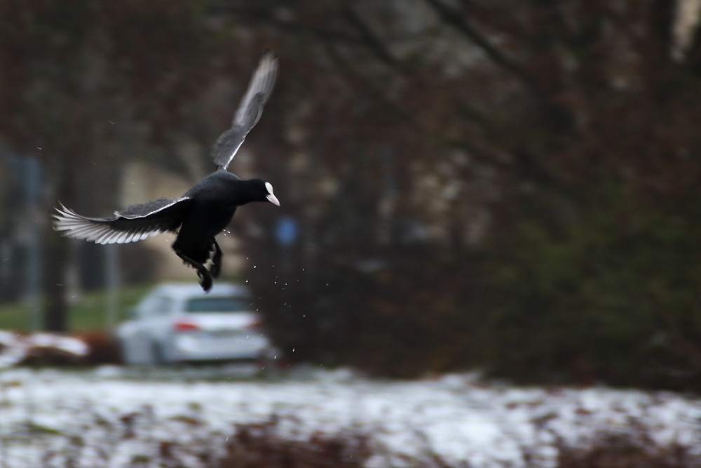 Flugszene eines Blässhuhns