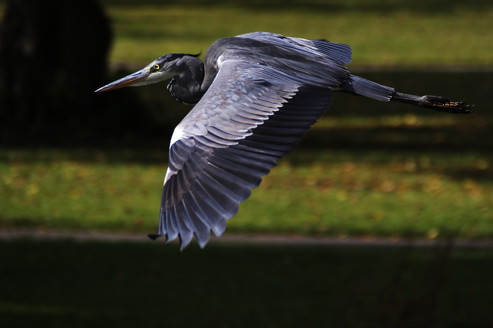 Flugszene eines Graureihers