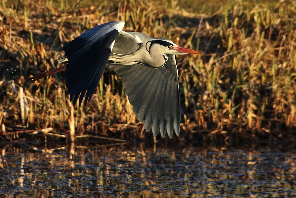 Flugszene im Abendlicht