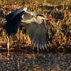 Flugszene im Abendlicht