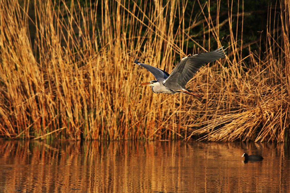 Flugszene im Abendlicht