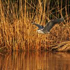 Flugszene im Abendlicht