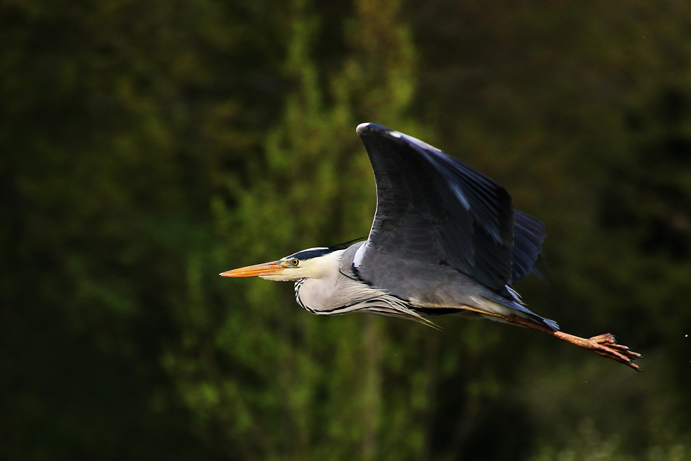 Flugszene im Grünen