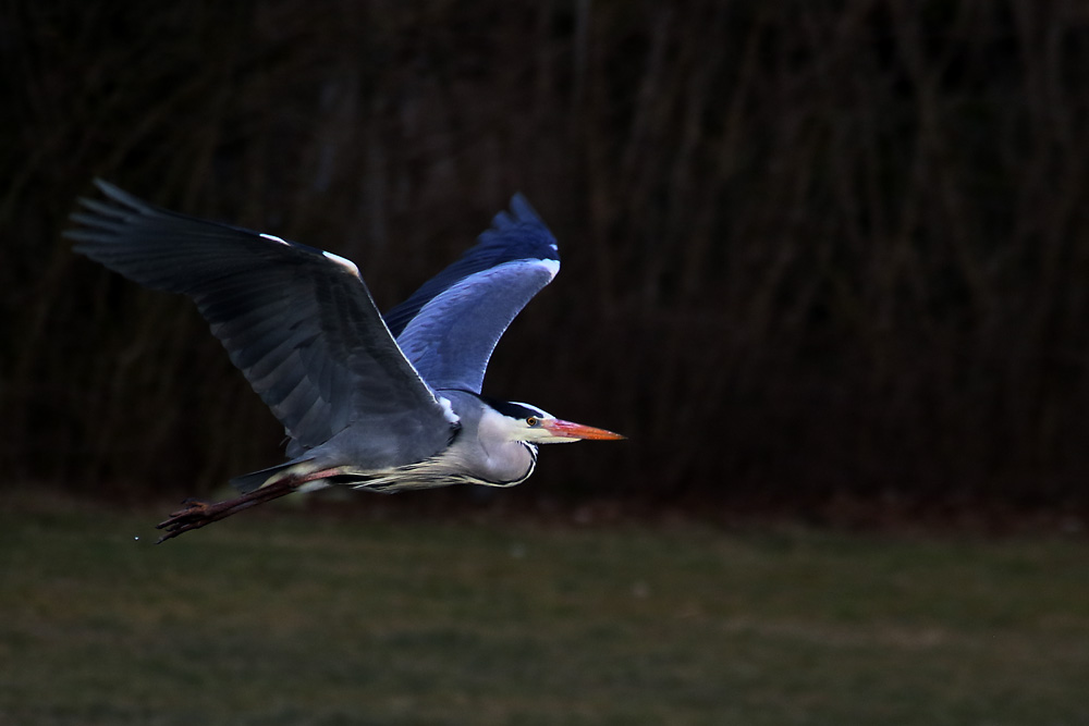 Flugszene vom Graureiher