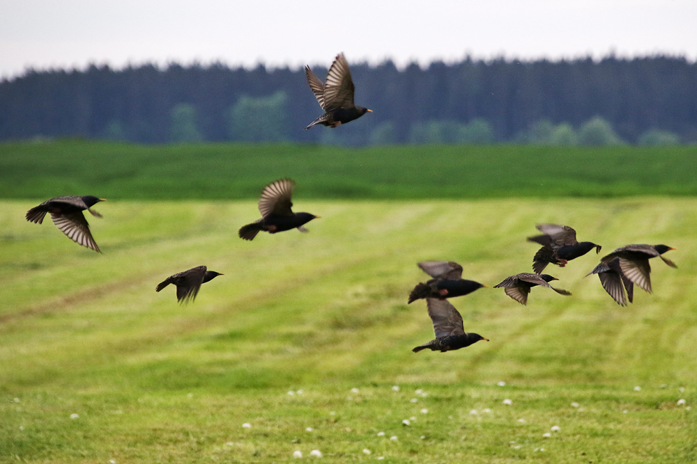 Flugszenen der Stare