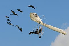 Flugtag Bex - Christian Moullec mit seinen Gänsen und Kranichen