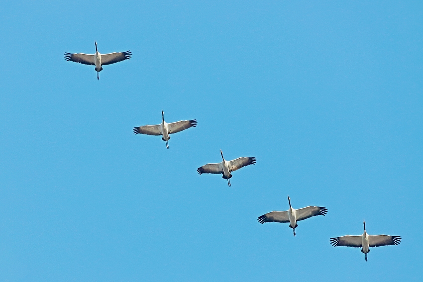 Flugtag der Kraniche