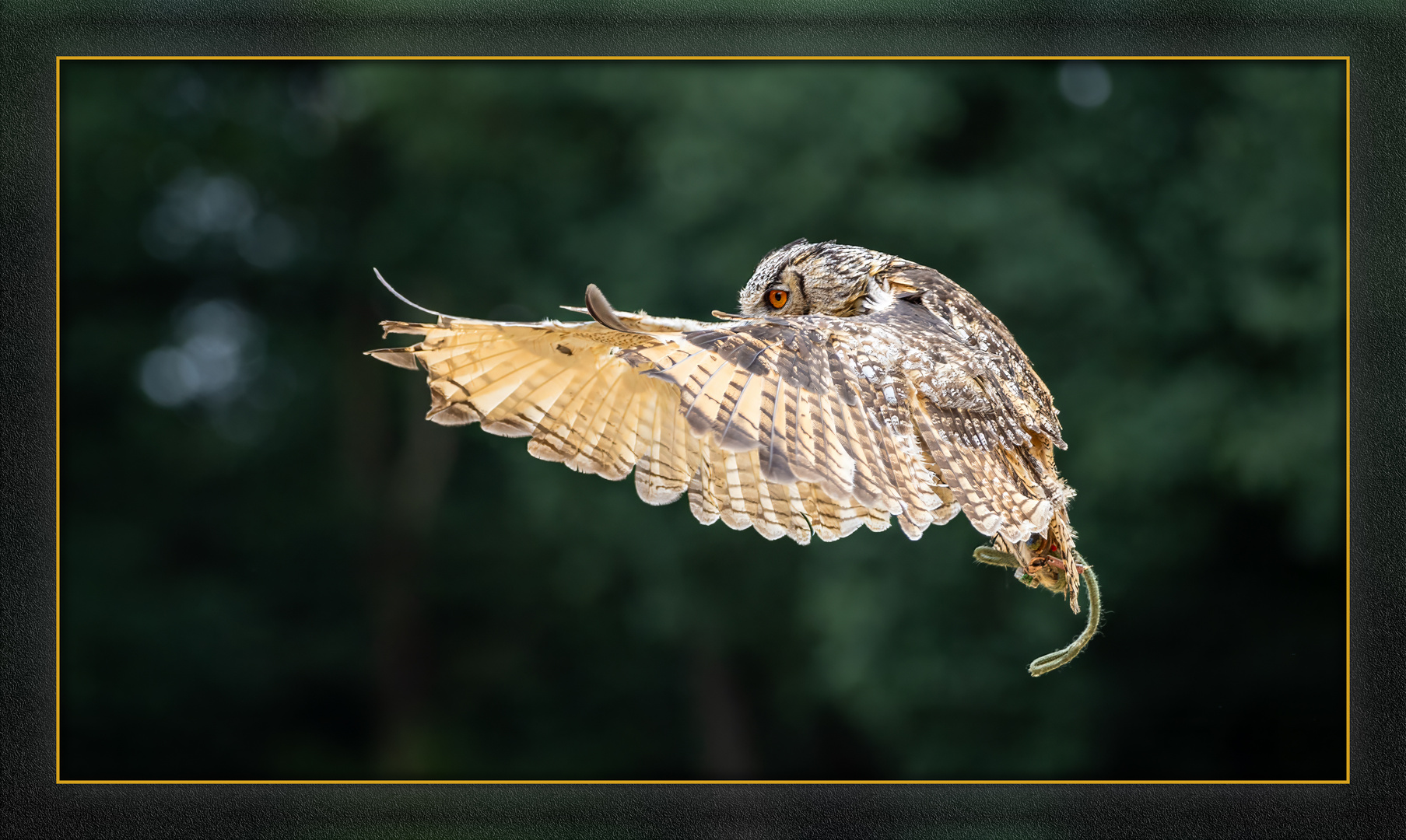 Flugtag im Wildpark Frankenhof