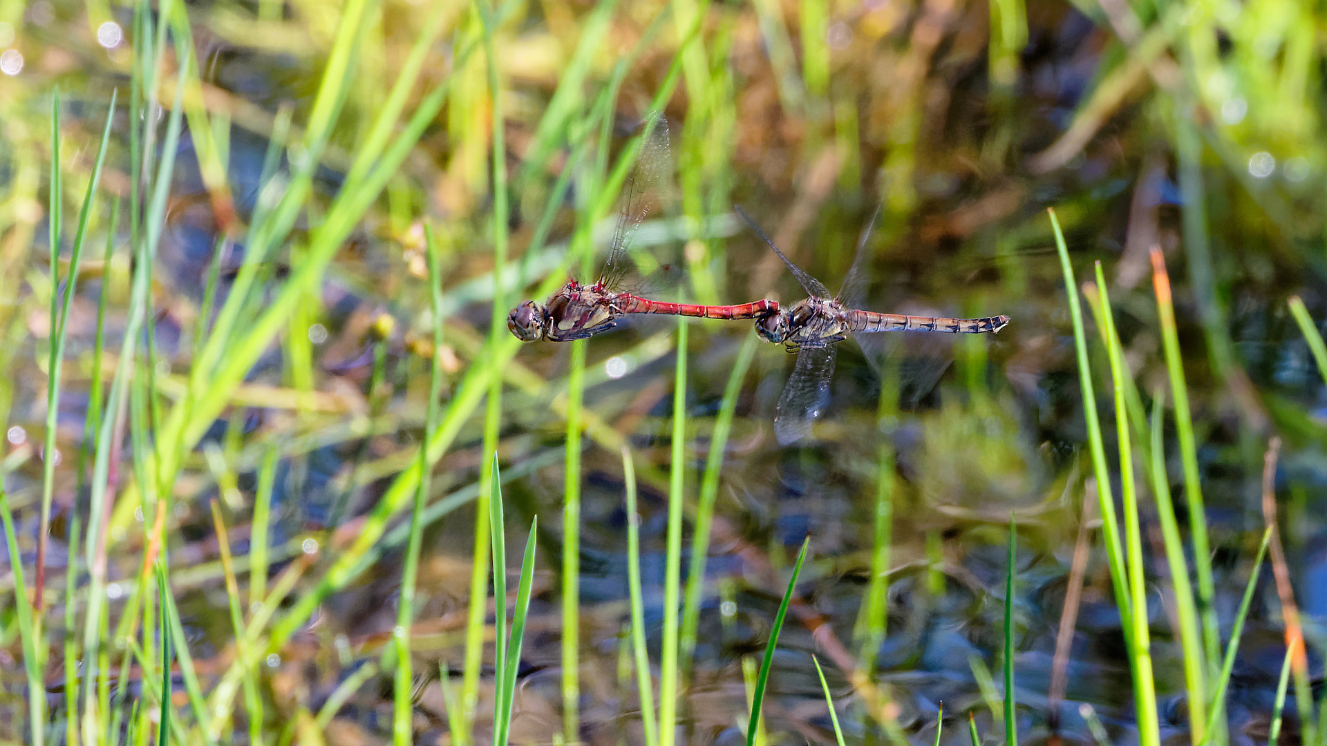 Flugtandem