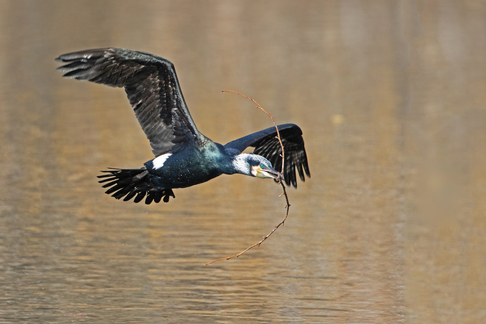 Flugtaxi