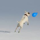 Flugterrier