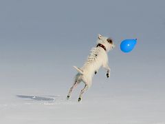 Flugterrier