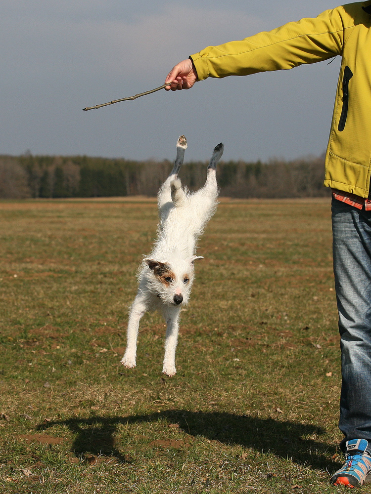 Flugterrier