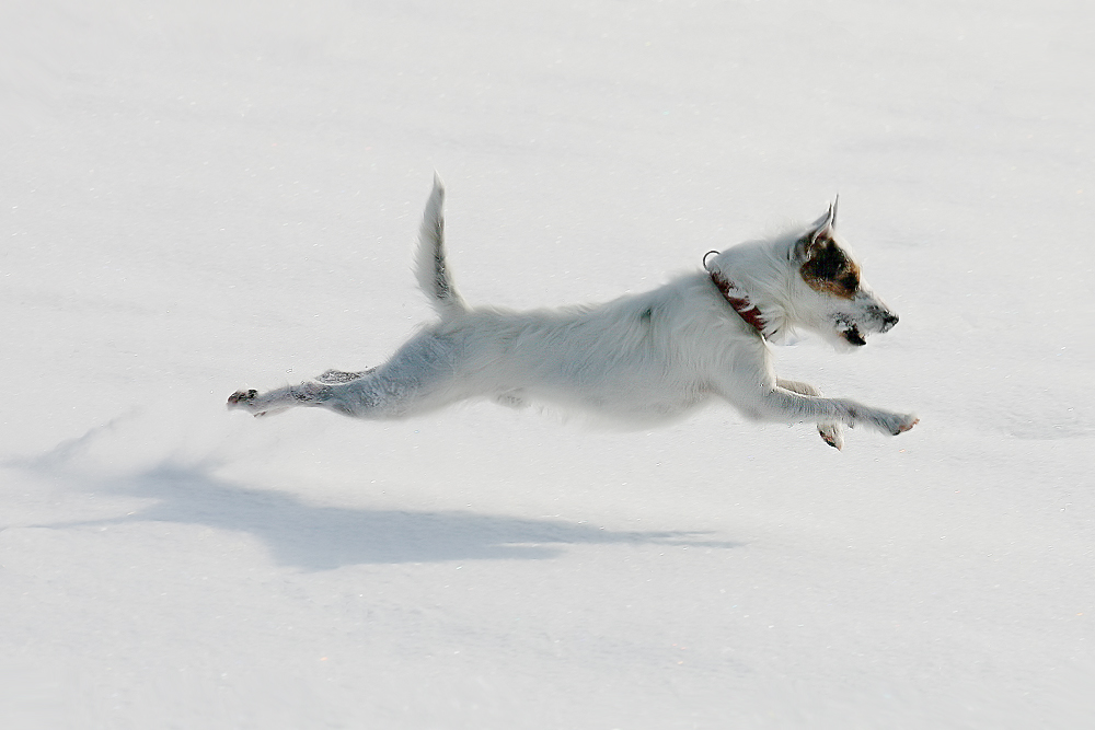 Flugterrier