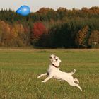 Flugterrier im Herbst