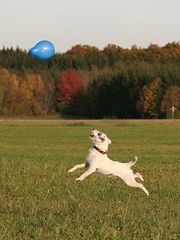 Flugterrier im Herbst