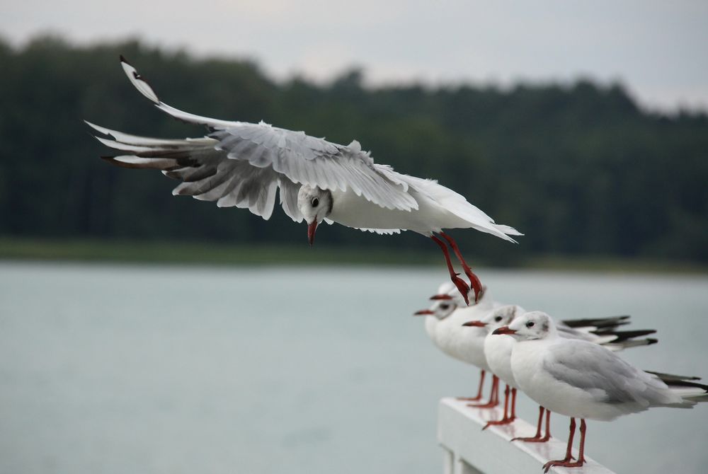 Flugtraining