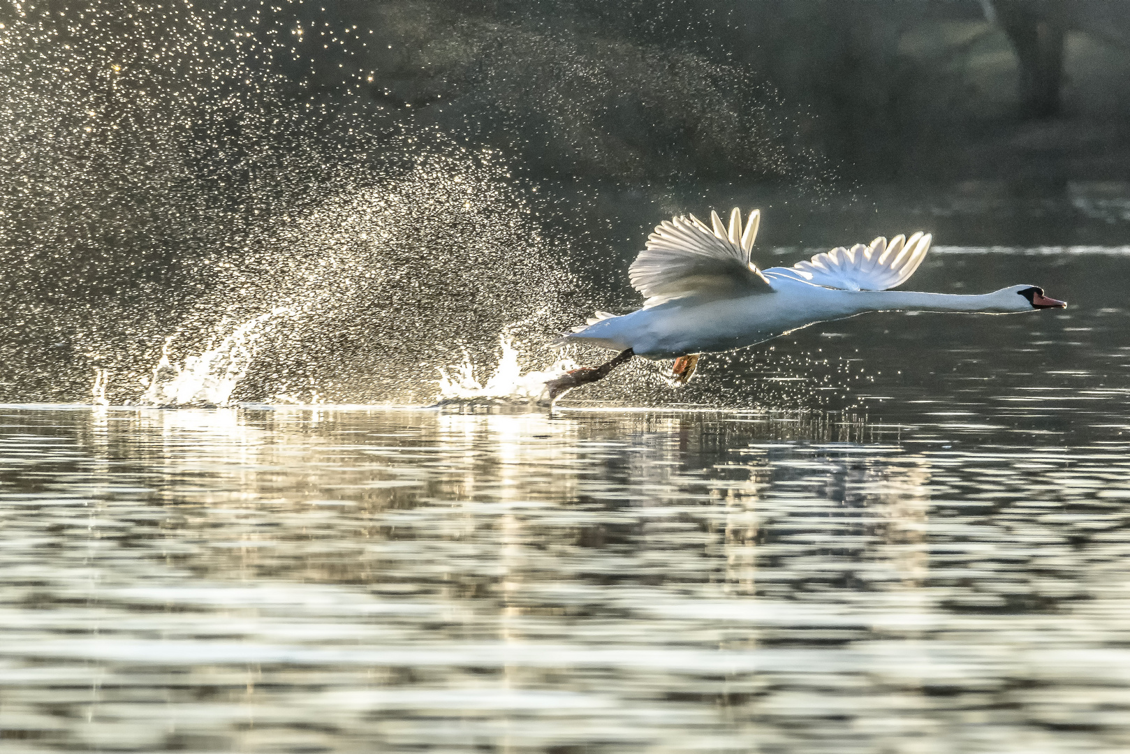 Flugübung am Fasaneriesee, München (2)