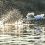 Flugübung am Fasaneriesee, München (2)