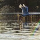 Flugübung am Fasaneriesee, München