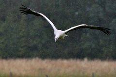 Flugübung bei Sauwetter