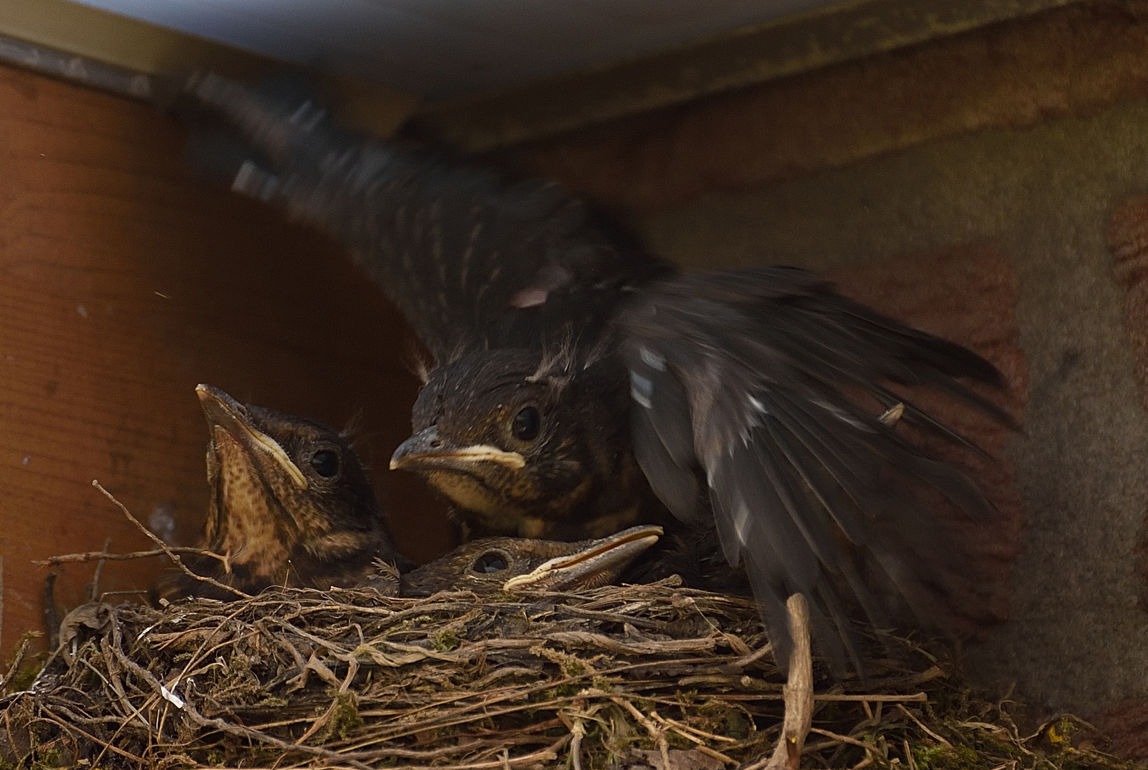 Flugübungen im Nest