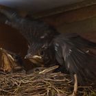 Flugübungen im Nest