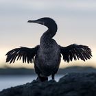 ~ flugunfähiger kormoran ~